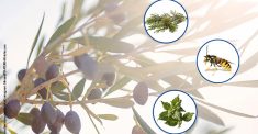 Multiparameter-Immunblot, der auf definierten Partial-Allergenen basiert