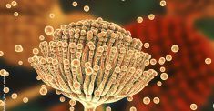 aspergillus