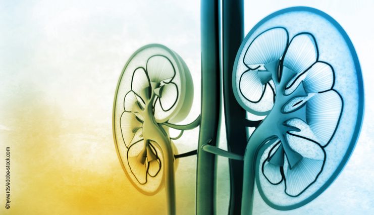 niere_kidney_sCD163