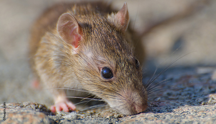 Seoul virus: When pet rats become a risk